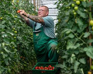 Ein Mann pflückt Tomaten in einem Gewächshaus.
