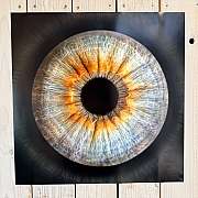 Makrofoto Iris